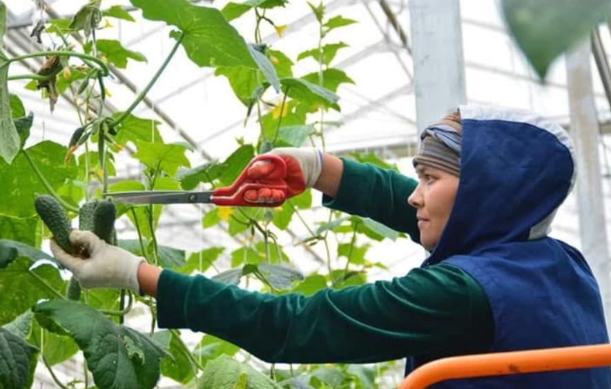 В Сарыагашском районе увеличился экспорт сельскохозяйственной продукции