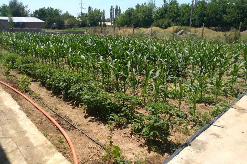 Сарыағаш ауданында жылына үш рет өнім алу жобасы қарқынды жүріп жатыр