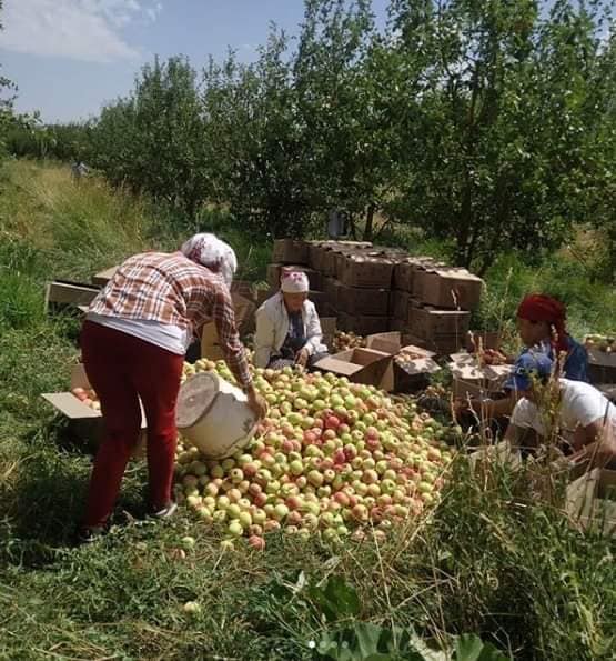 Түркістан: Түлкібас ауданында алма жинау науқаны қызу жүруде