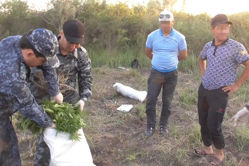 Гектар конопли обнаружили в Туркестанской области