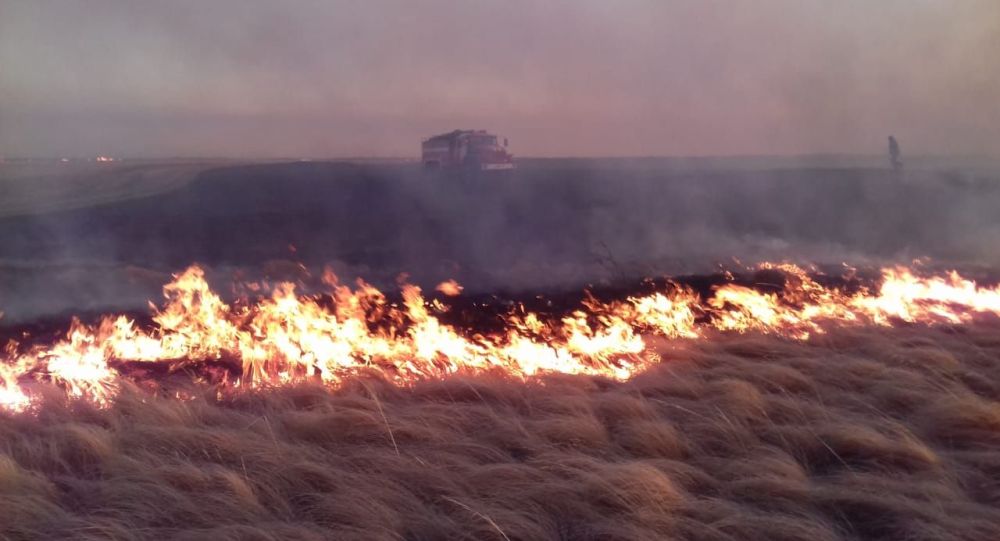 700 бас асыл тұқымды қой өртеніп кетті