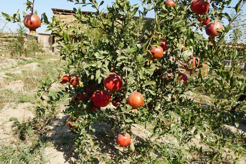 Келесте жас кәсіпкер үйінің ауласында субтропикалық жеміс өсіруді қолға алды