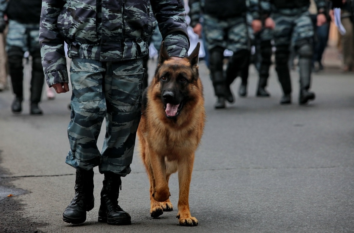 Ветеринарлар коронавирус жұқтырған адамдарды тез анықтаудың әдісін тапты