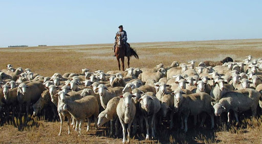 Кеңес Үкіметін сағынамын: «The New York Times» қазақ шопанының қиын өмірін жариялады