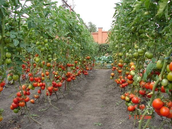 Елордалық кәсіпкер жалғызбасты анаға үй мен жерді тегін пайдалануға берді