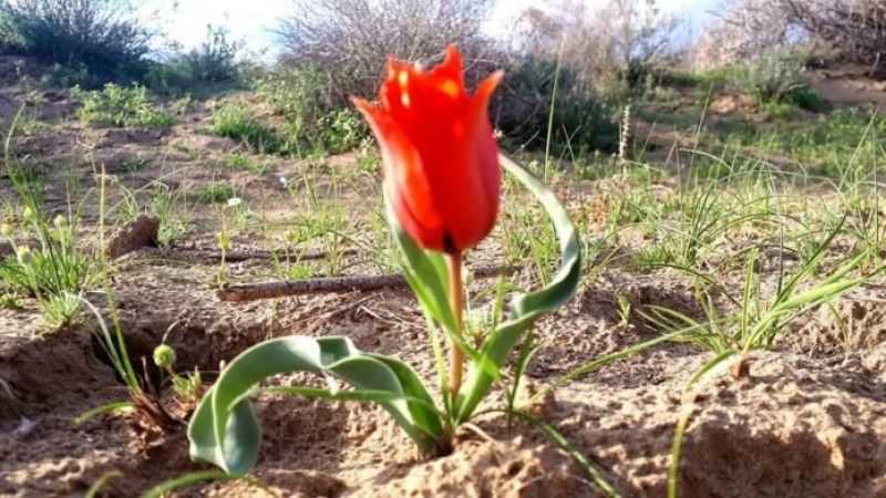 "Грейг" қызғалдағын жұлғандарға енді жаза қатаң болады