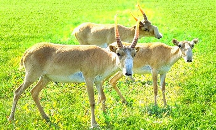 Оралдағы ақбөкендерге қатысты жағдайдың себептері әлі зерттелмеген – (ҚБСА)