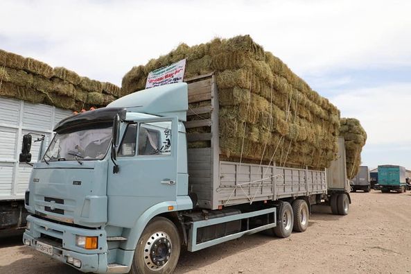 Түркістан облысынан маңғыстауға 1000 тоннаға жуық жем-шөп жөнелтілді