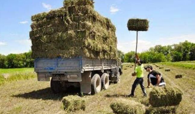 Түркістан: Шардарлықтар Маңғыстауға 300 тоннаға жуық мал азығын жөнелтті