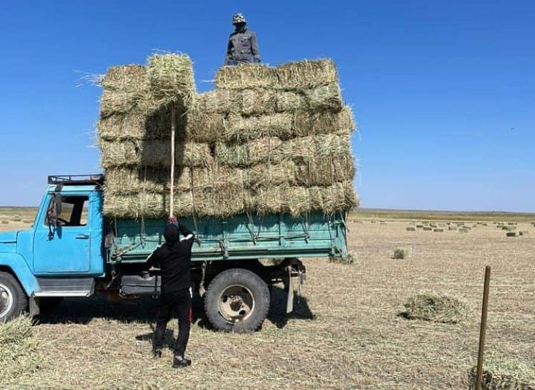 Түркістан: Созақ ауданында қысқы мал азығы дайын