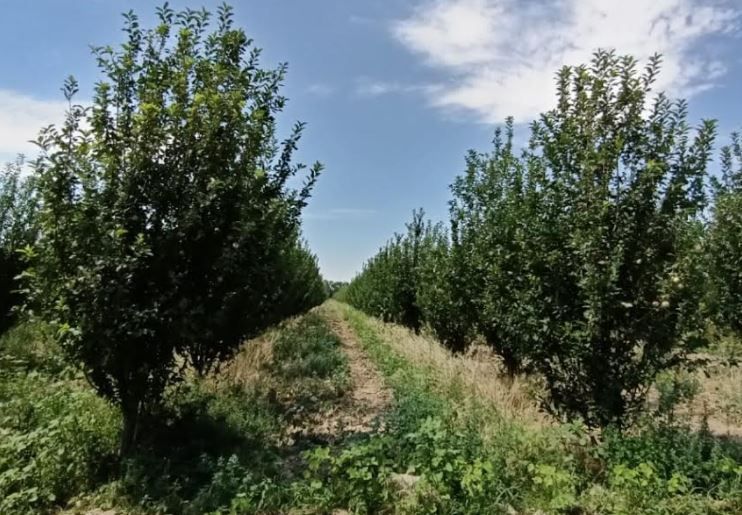 Түркістан: Елбасы еккен жеміс ағашы мәуелі бақта өсіп тұр