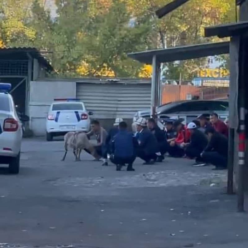 Ұсталып кете беруден шаршаған полицейлер құрбан шалып, садақа берді