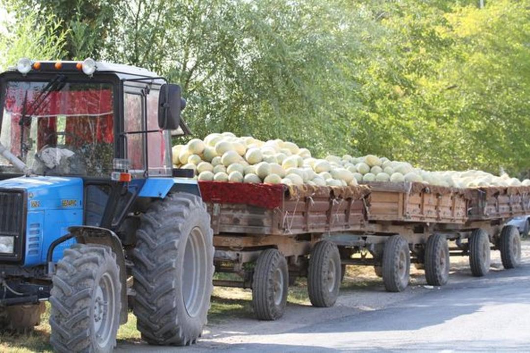 Мақтааралда 200 мың тоннаға жуық қауын-қарбыз өсірілді