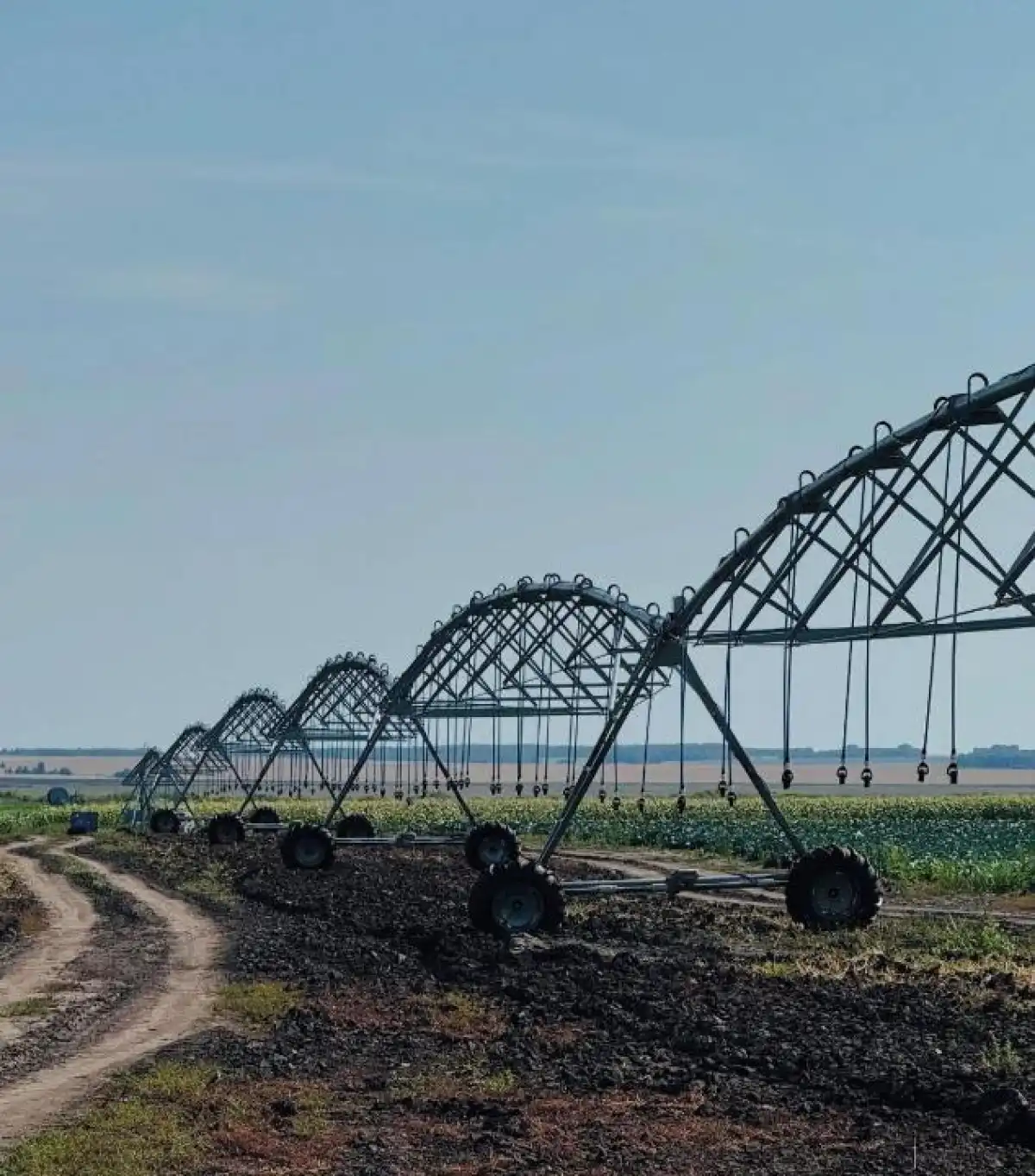 Қостанай облысында көкөніс алқаптары 8 гектардан 480 гектарға дейін ұлғайды