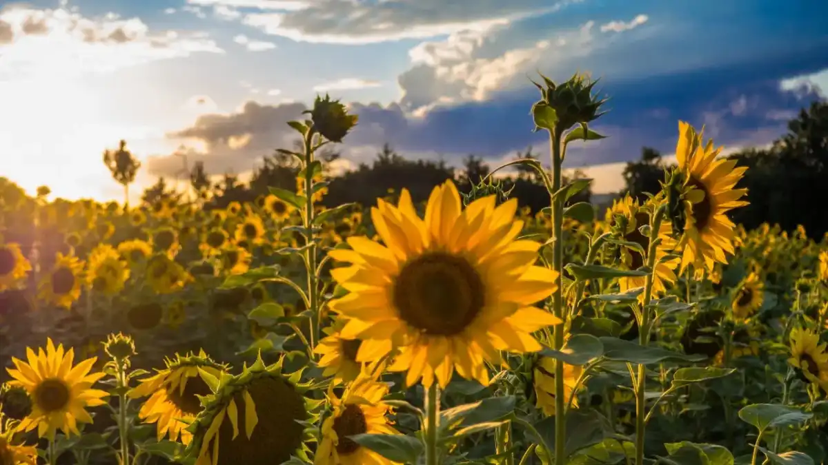Бүгін елімізде күн жылы болады