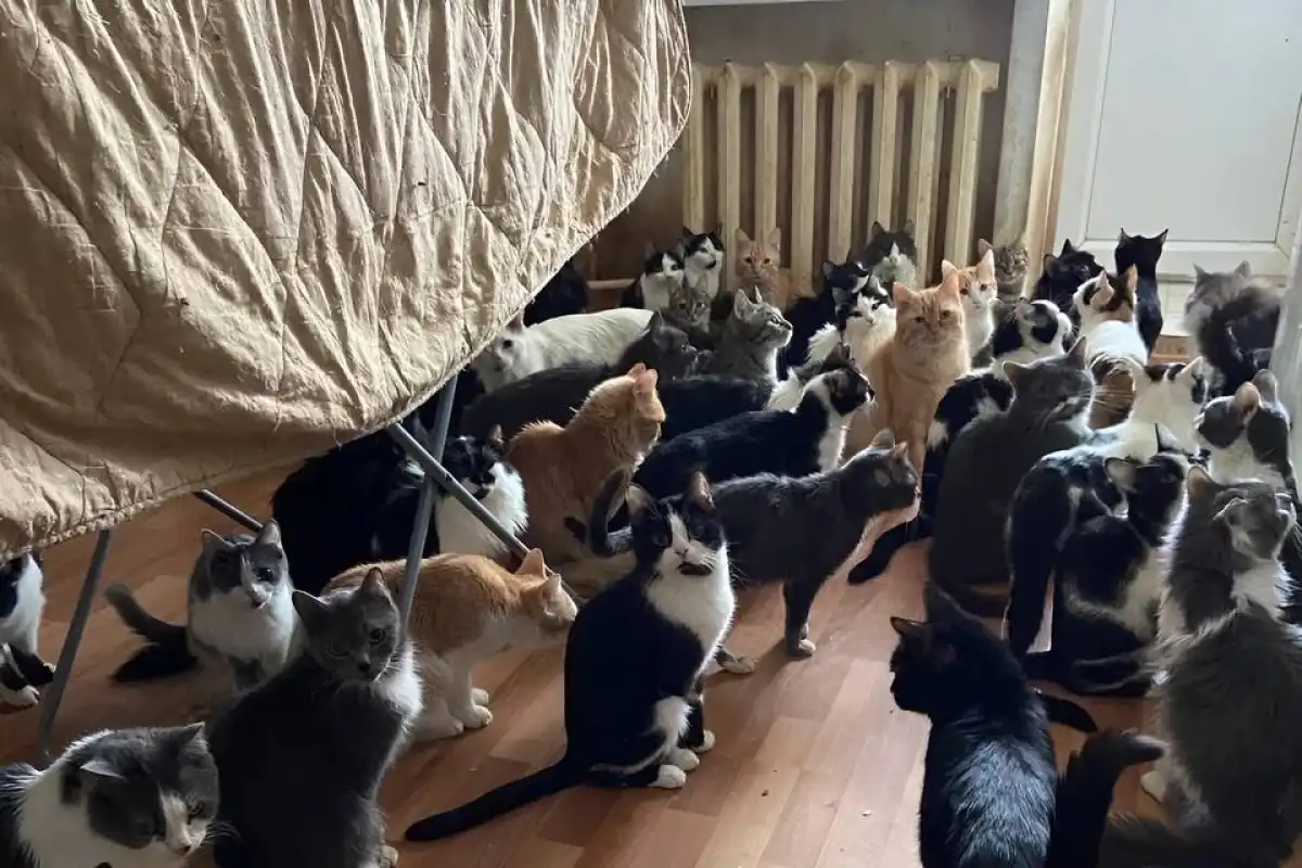 Бір пәтерде 10 мысық ұстайды