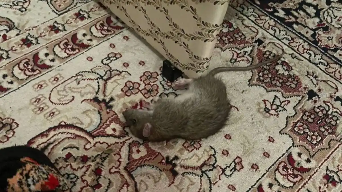 Тұрғын үйлерде тышқан көбейген