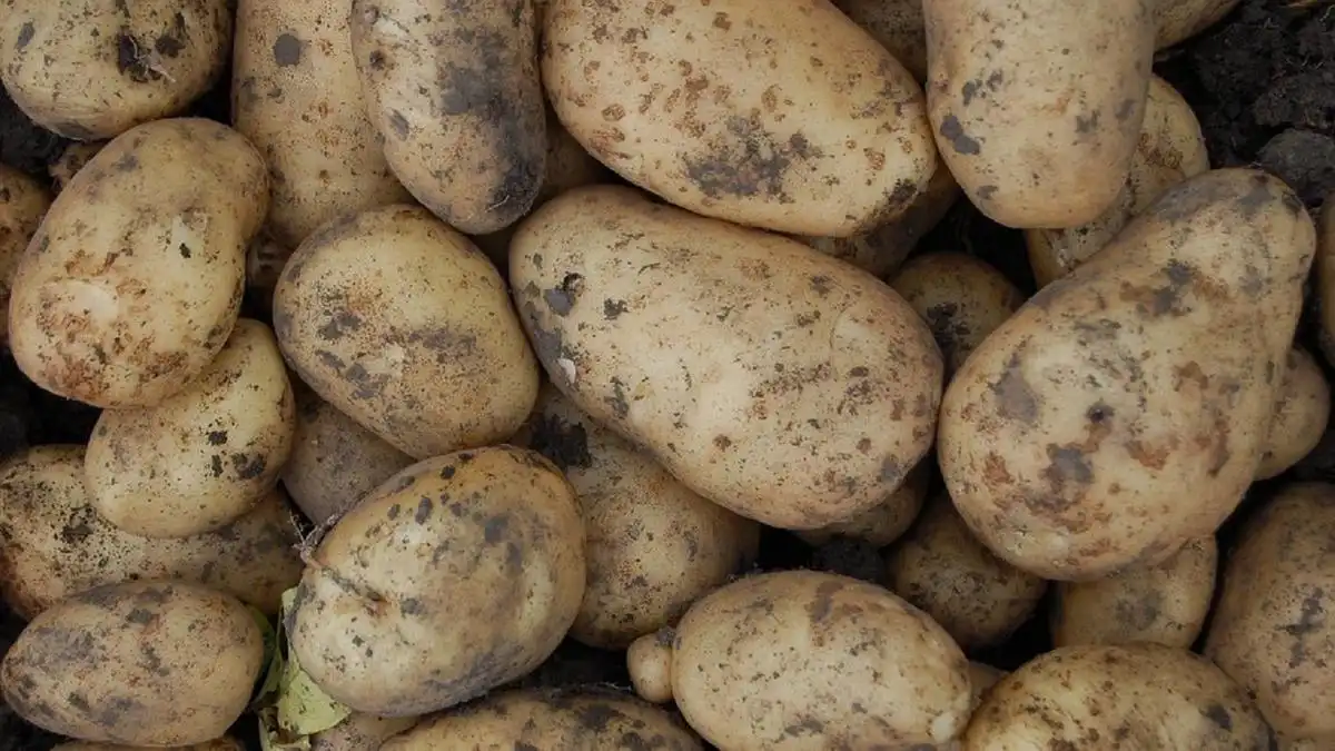 Елімізде картоп бағасы қымбаттай бастады