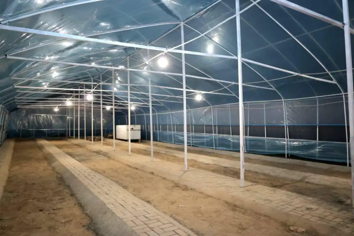 Түркістандағы 10 гектар аумақта тұқымбақ іске қосылды