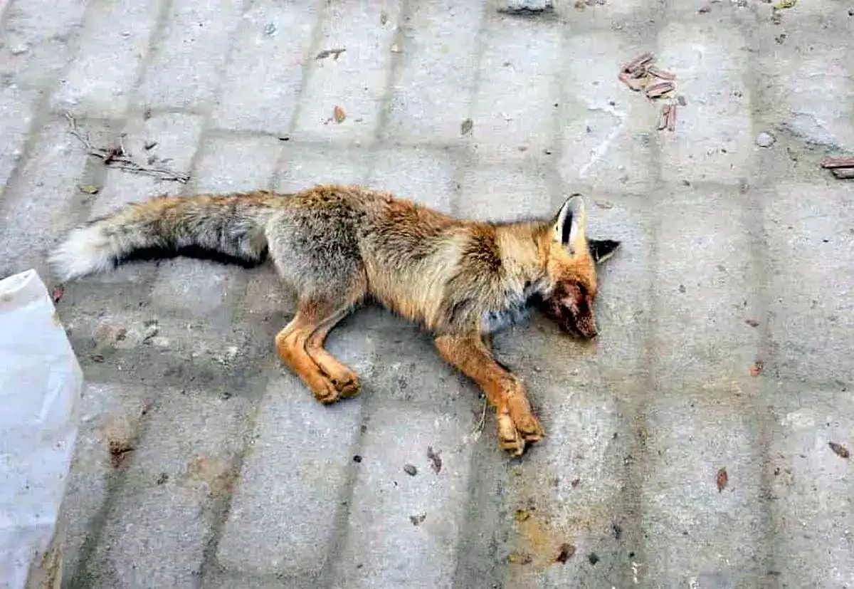 Маңғыстауда жабайы түлкілер балаға шабуылдады