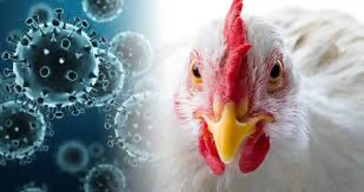 Әлемде алғаш рет H5N5 құс тұмауынан адам қайтыс болды
