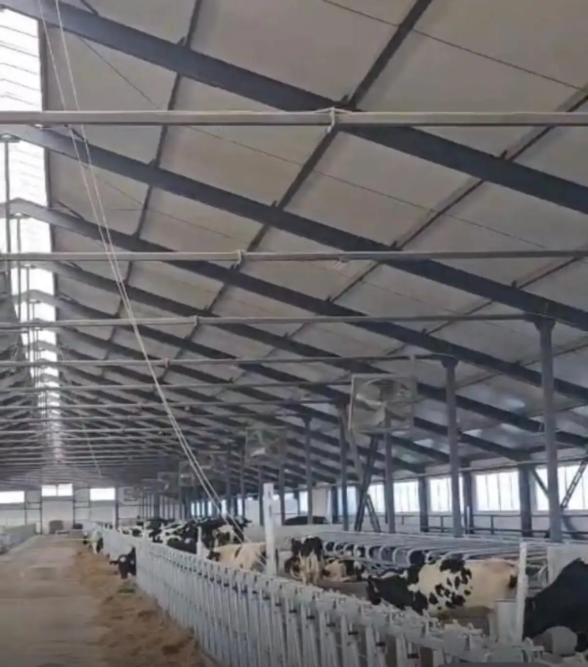 Павлодарға жаңа тыныс: алғашқы асыл тұқымды жас мал жеткізілді