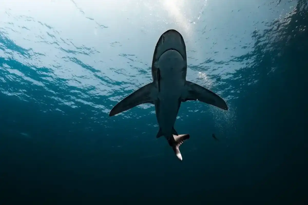 Австралияда акула шабуылынан бойжеткен қаза тапты