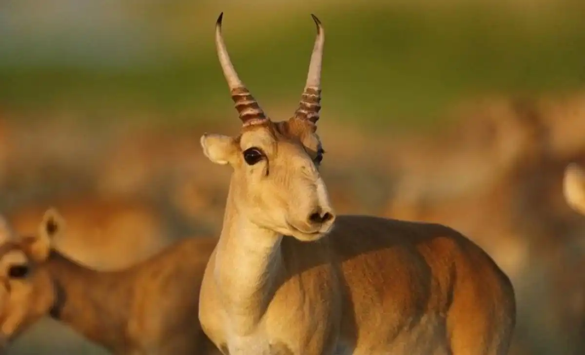 Қазақстанда ақбөкен саны рекордтық деңгейге жетті – 4 миллионнан асты