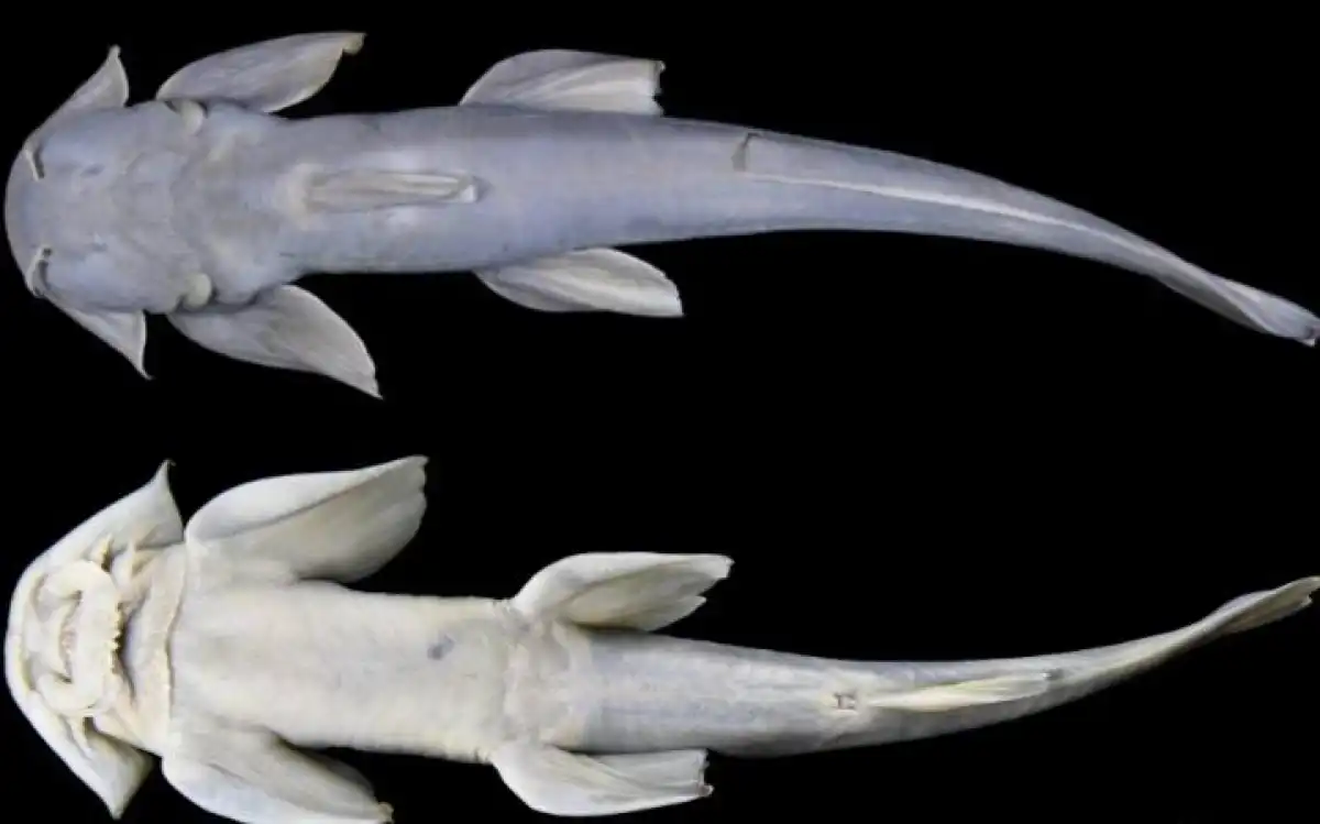 Тибет тауларында балықтың жаңа түрі табылды