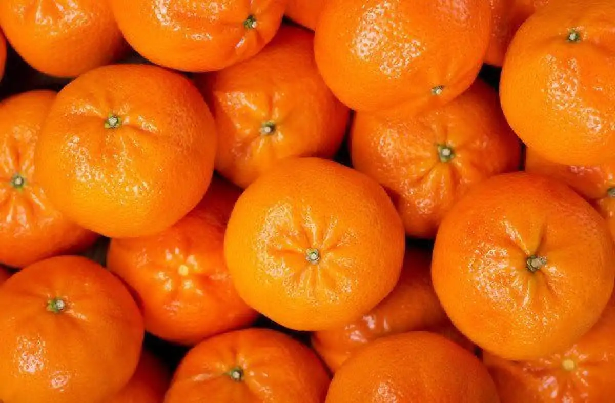Жаңа жыл иісі – мандарин: Қазақстанға әкелінген цитрус көлемі рекордқа жетті