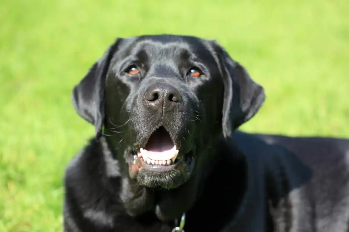 Өскемен тұрғыны лабрадор күшігін бесінші қабаттан лақтырып жіберген