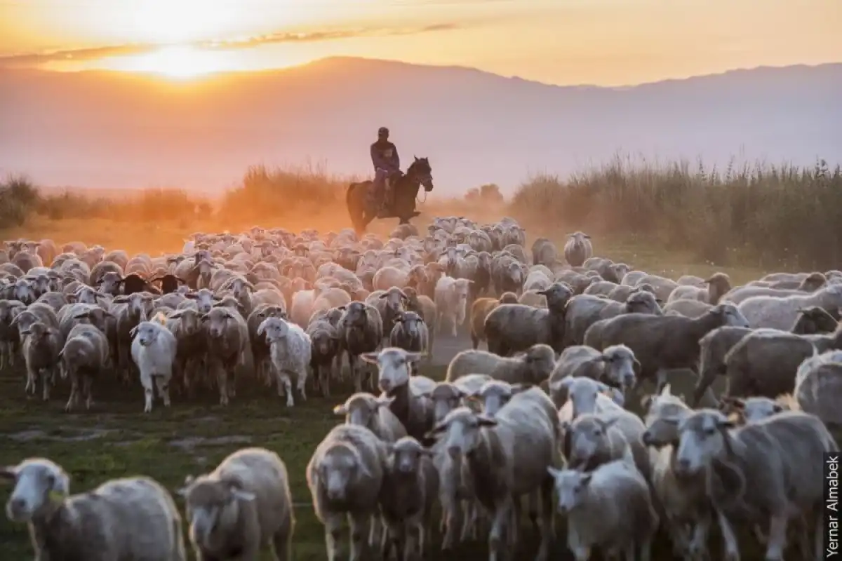 Шопандар мен малшылардың зейнет жасы төмендейді