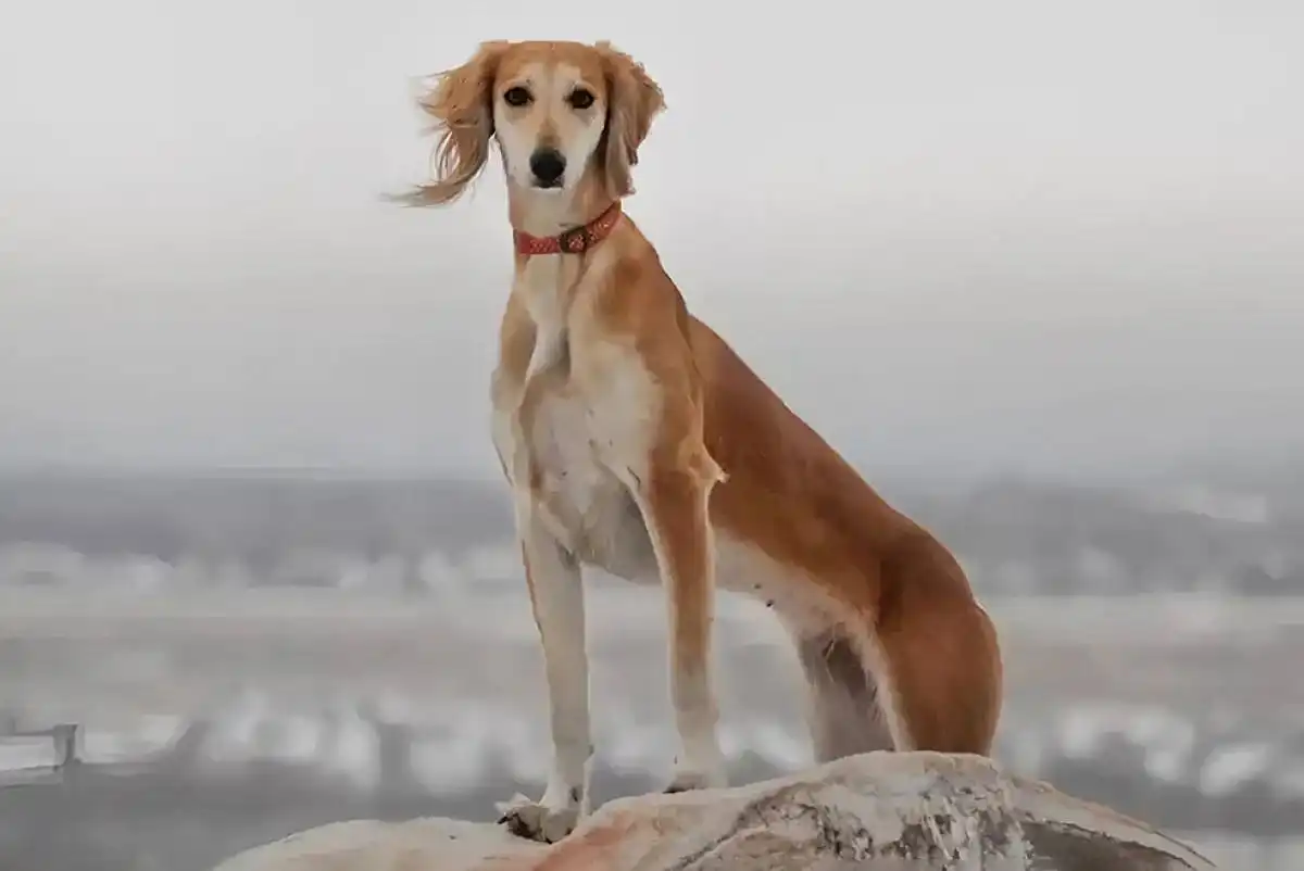 Қарағандыда ветстанция қызметкері тазы тұқымды иттерді атып өлтірген