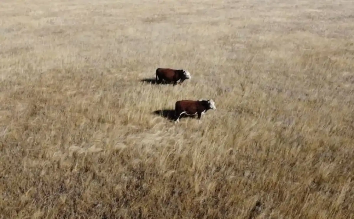 Үкімет шаруаларды дронмен және жасанды интеллектпен мал бағуға мәжбүрлемек