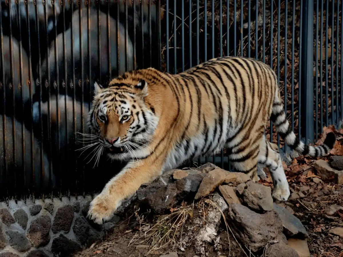 Ресейден Қазақстанға 4 жолбарыс жіберіледі