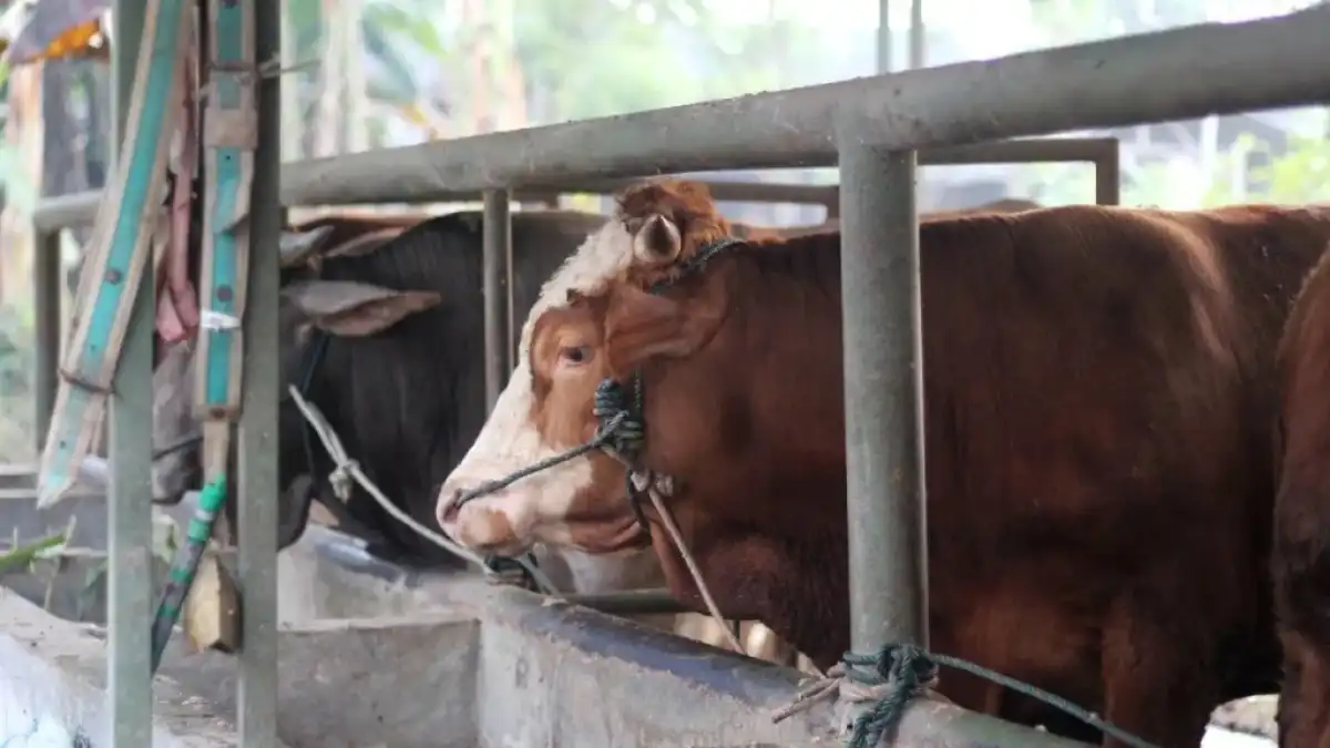 Түрікменстанда белгісіз аурудан ірі қаралар жаппай қырылуда