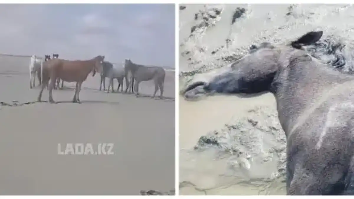 Маңғыстауда ауа райының қолайсыздығынан 100-ден астам жылқы қырылды