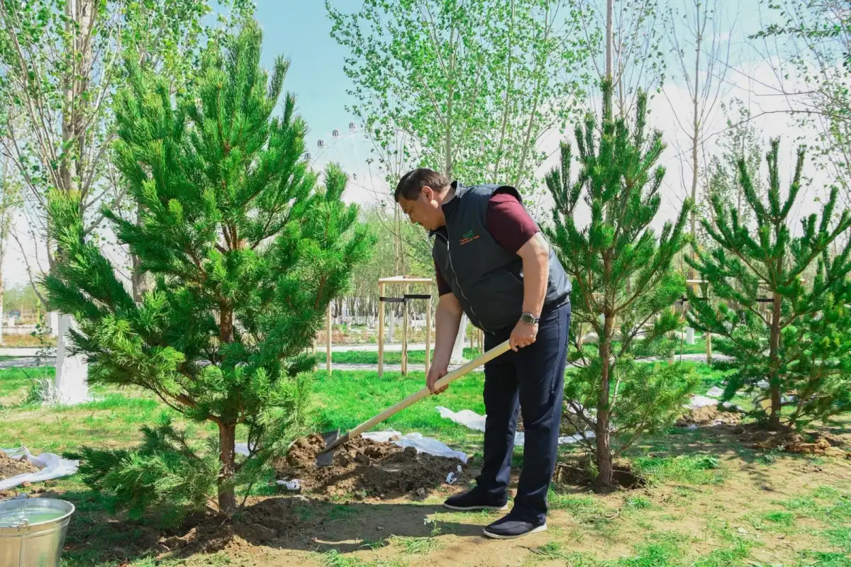 Таза Қазақстан: Қызылорда облысында 12 мың тал егілді