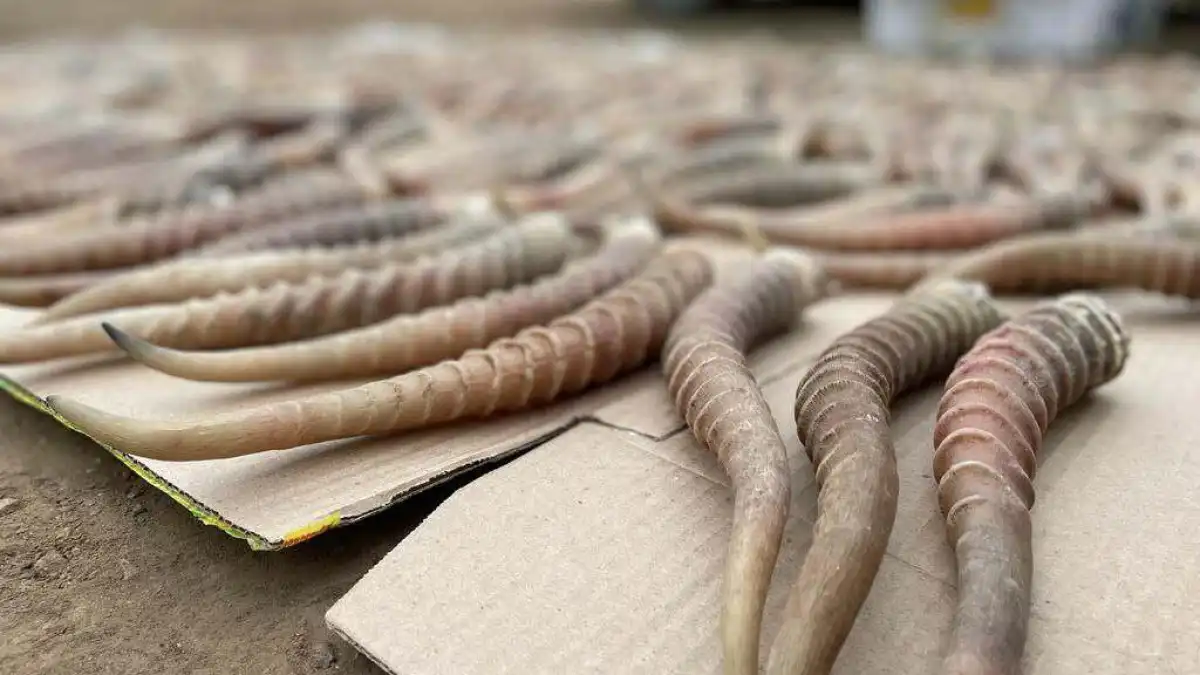 Қара нарықтағы құны 180 млн теңге: киік мүйіздері тәркіленді